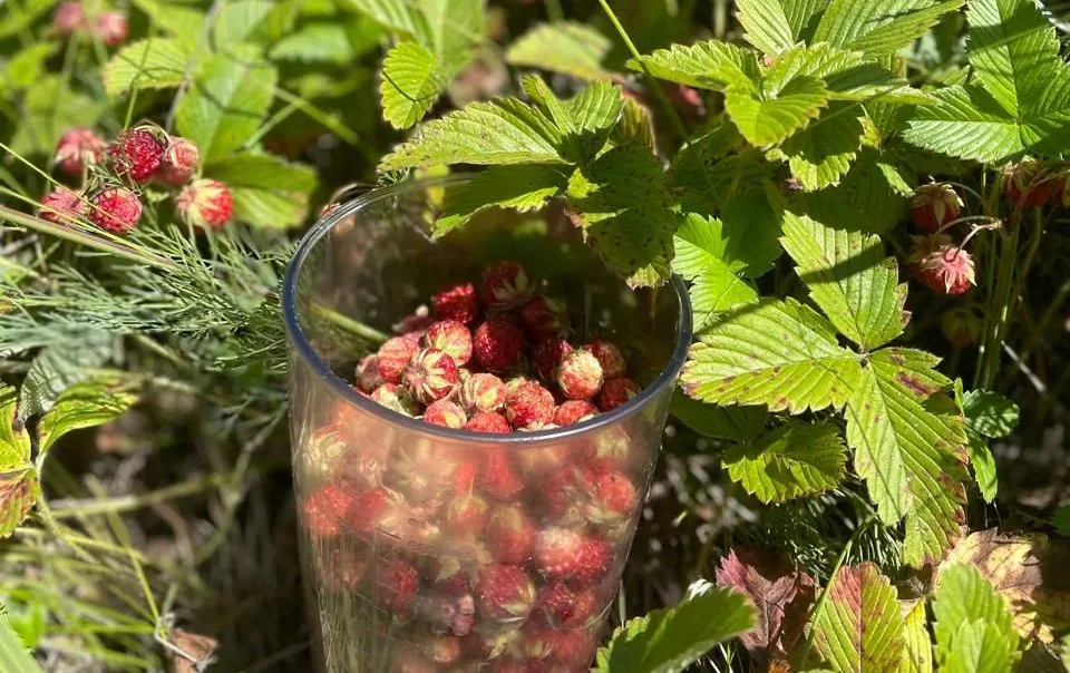 strawberry