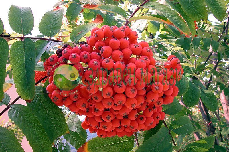 Офика (Рябина) / (Sorbus Aucuparia) Сушен плод (чай) 20г. - Image 3
